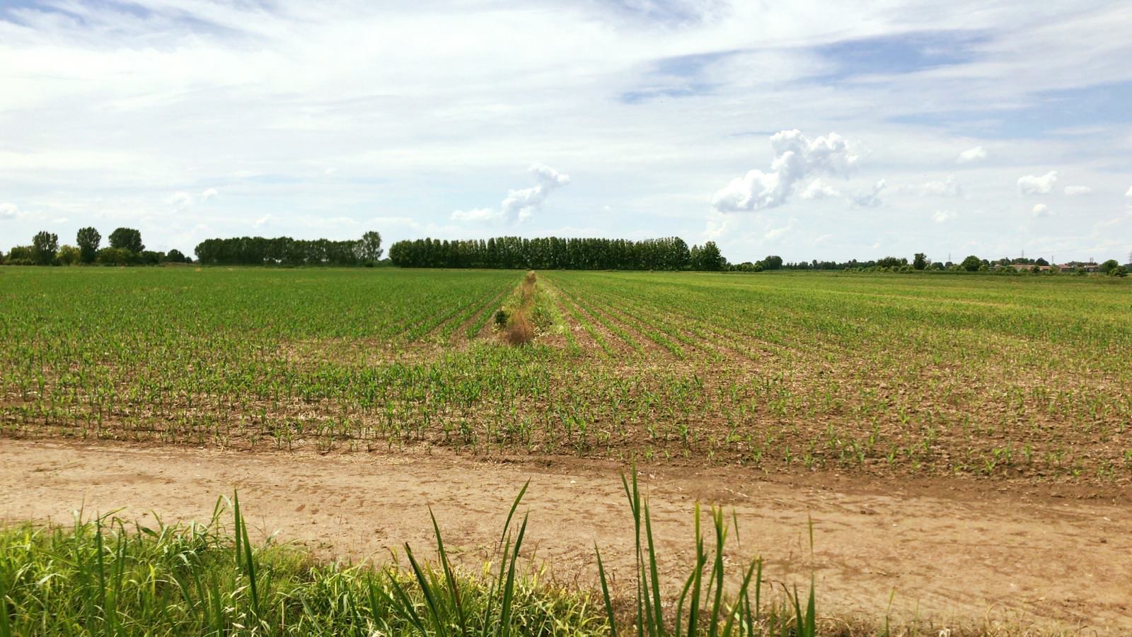 2020_06 - Prove di semina mais