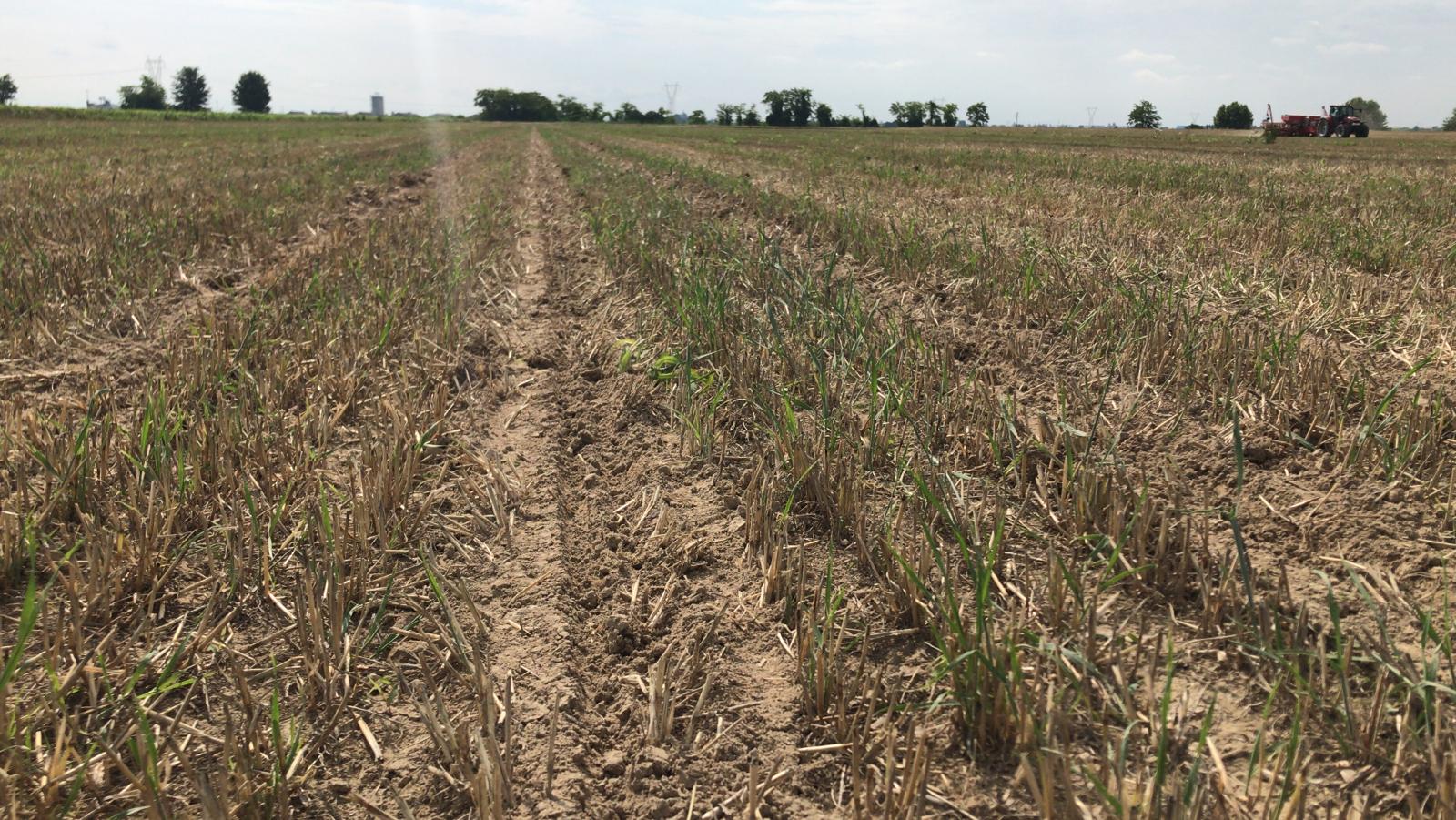 2020_06 - Prove di semina